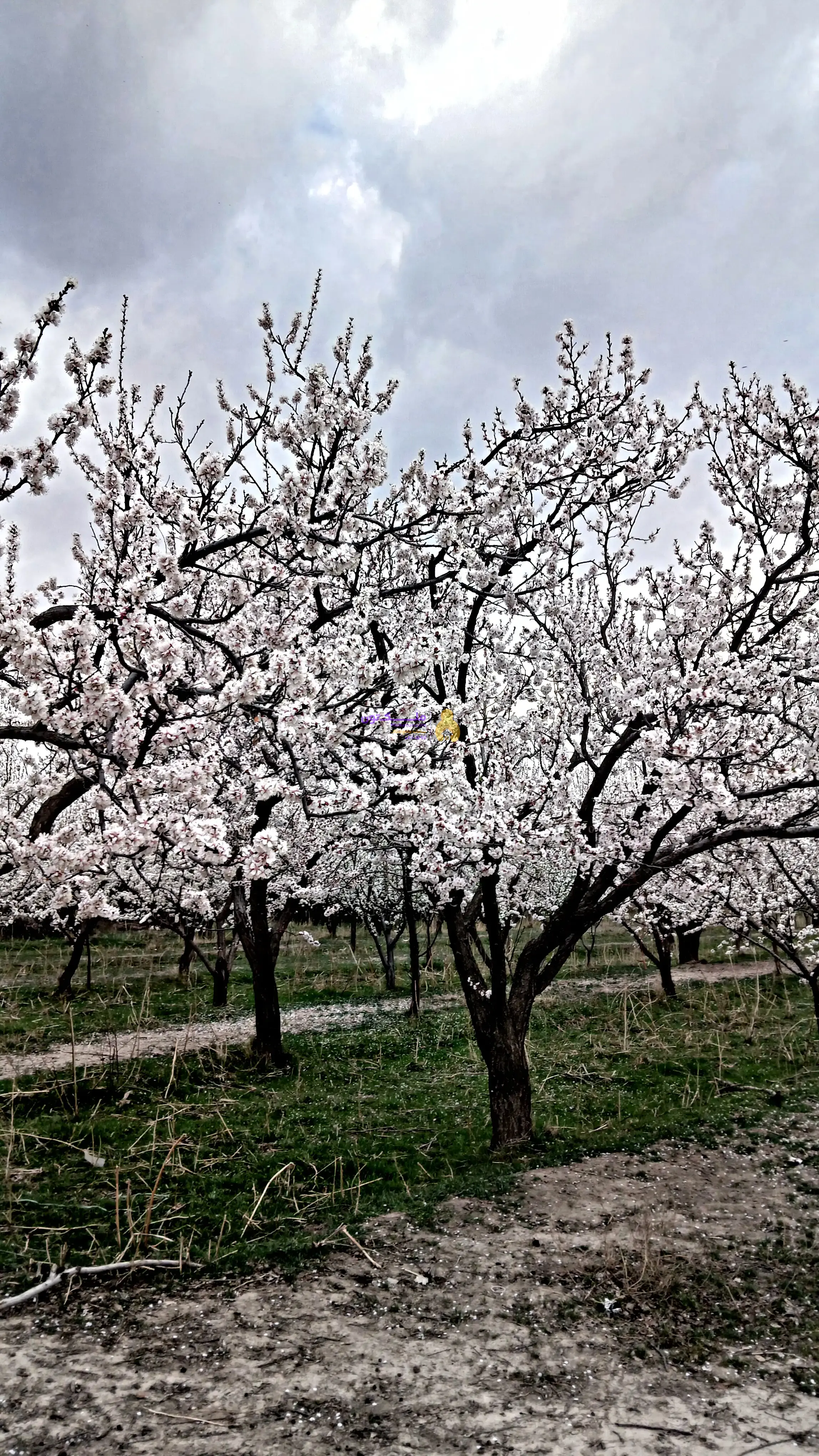 باغ ۱۰۰۰ متری غرب تهران
