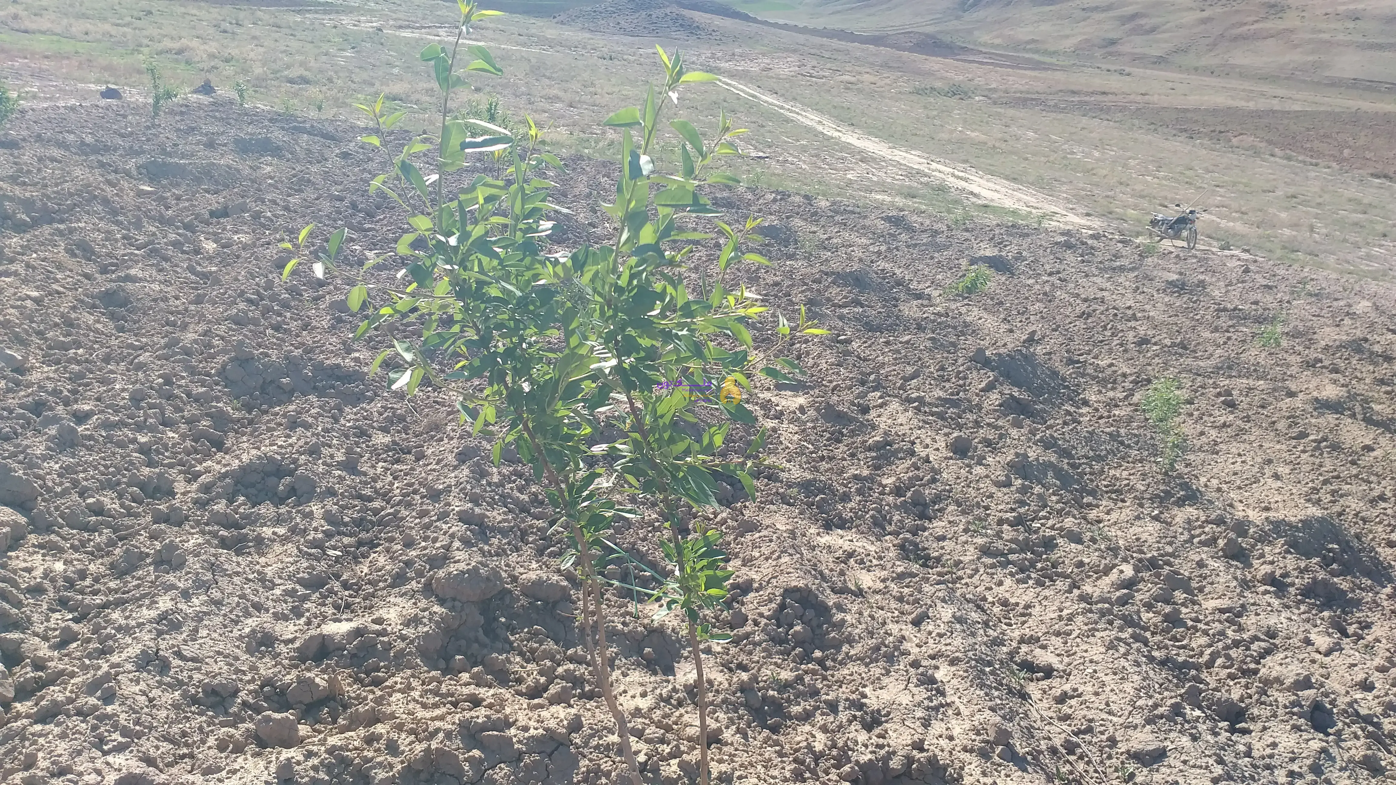 فروش یک قطعه زمین بادام زار در باغوزیر بخش صوفیان(ییلاق)