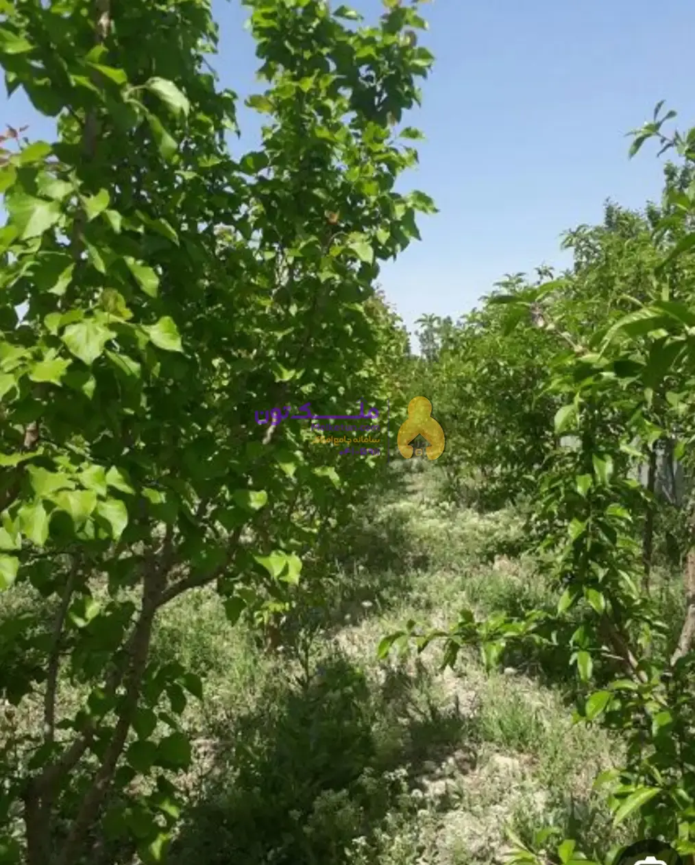 باغچه ۱۰۰۰متری دارای درختان ثمری