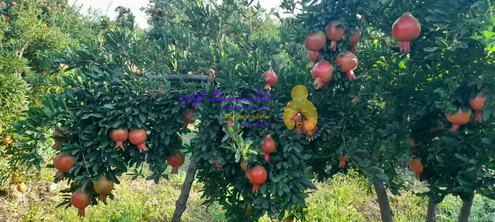 هزار متر باغ ثمری کوهمره سرخی، کنار جاده، دارای حدود 100 درخت، درآمد سالیانه حدود 200 تا 250 میلیون تومان.(قیمت براساس تعداد درخت حساب می شود)