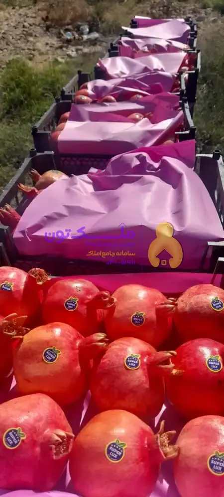 هزار متر باغ ثمری کوهمره سرخی، کنار جاده، دارای حدود 100 درخت، درآمد سالیانه حدود 200 تا 250 میلیون تومان.(قیمت براساس تعداد درخت حساب می شود)