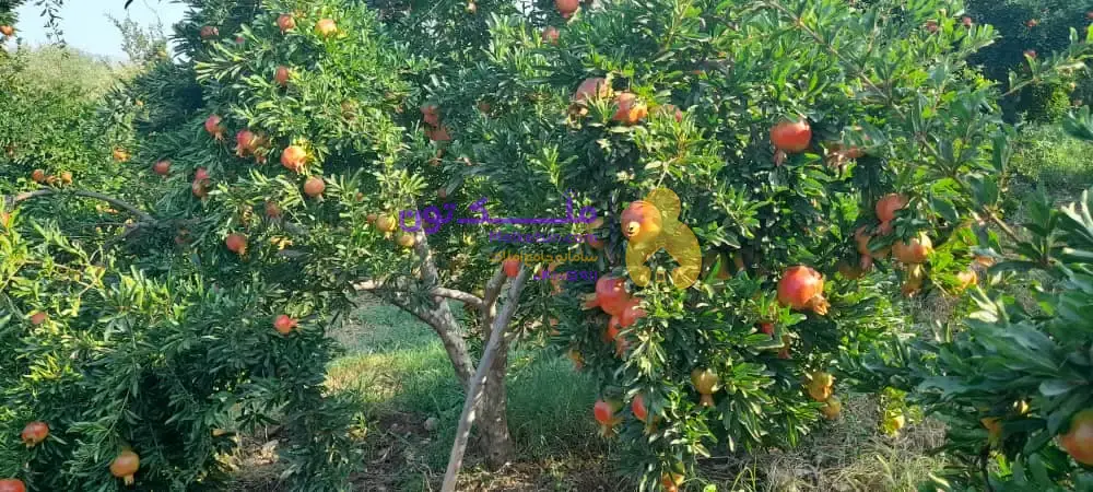هزار متر باغ ثمری کوهمره سرخی، کنار جاده، دارای حدود 100 درخت، درآمد سالیانه حدود 200 تا 250 میلیون تومان.(قیمت براساس تعداد درخت حساب می شود)