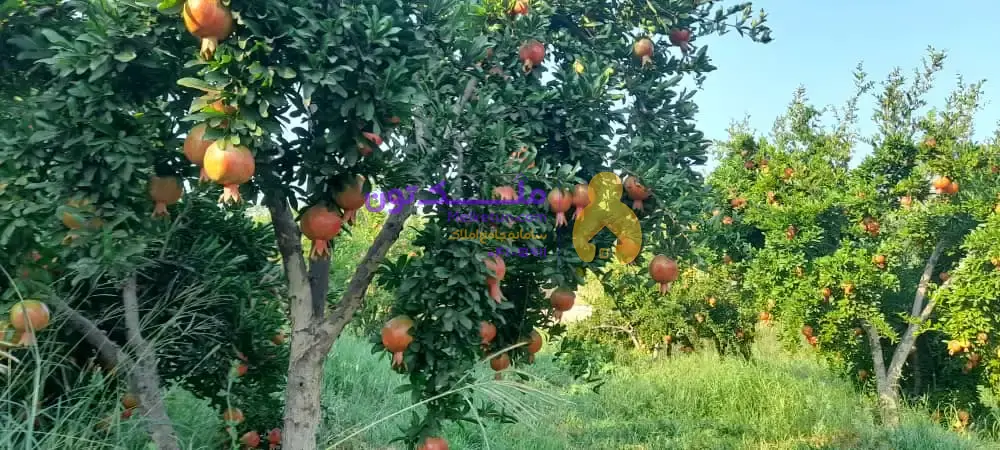 هزار متر باغ ثمری کوهمره سرخی، کنار جاده، دارای حدود 100 درخت، درآمد سالیانه حدود 200 تا 250 میلیون تومان.(قیمت براساس تعداد درخت حساب می شود)