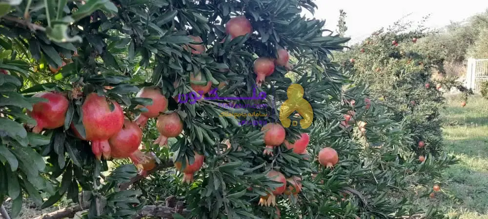 هزار متر باغ ثمری کوهمره سرخی، کنار جاده، دارای حدود 100 درخت، درآمد سالیانه حدود 200 تا 250 میلیون تومان.(قیمت براساس تعداد درخت حساب می شود)